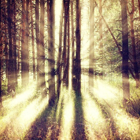 Vintage tree sunlight background